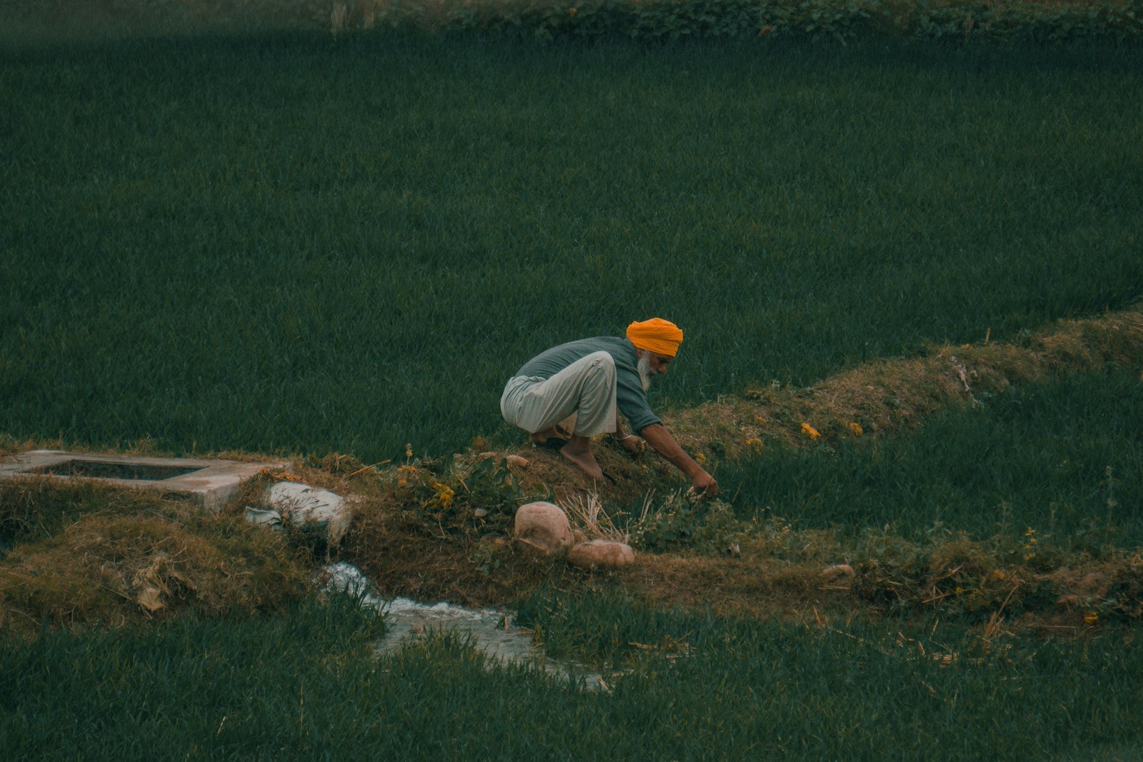 Farmer working in a crop field