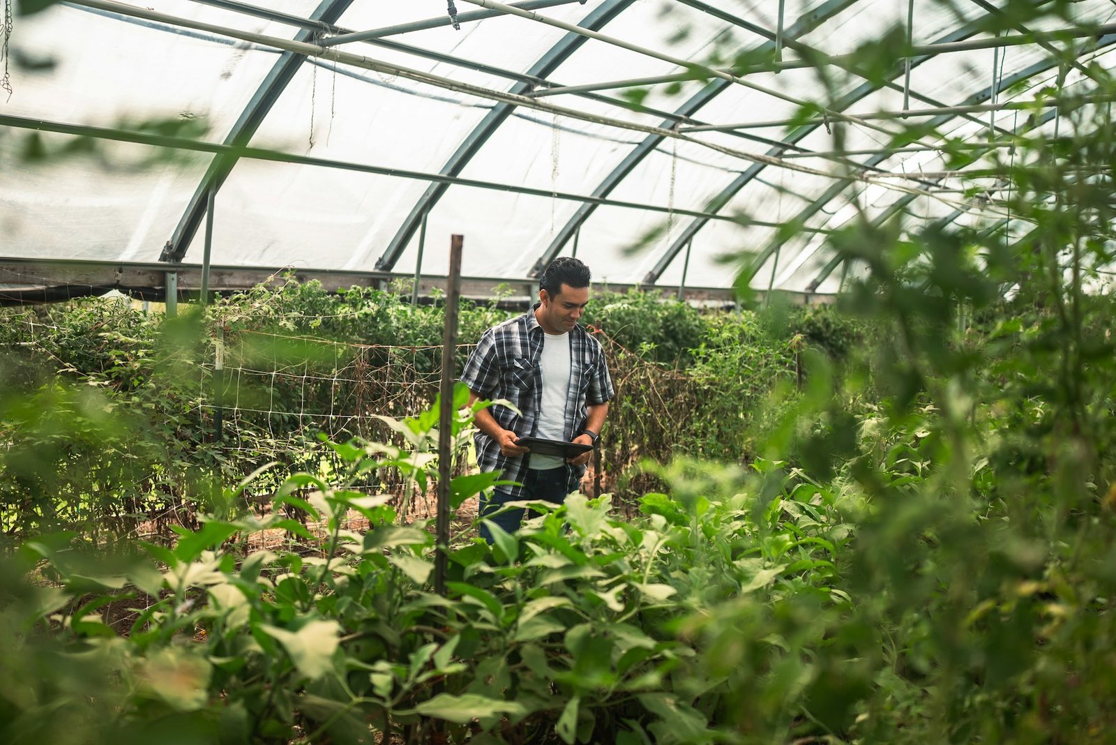 Modern farmer tending crops inside a greenhouse